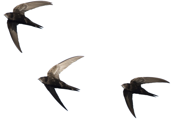 gierzwaluwen trio2 co